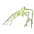 stickbug