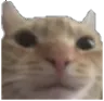 catwtf