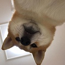 snbdog Discord emoji