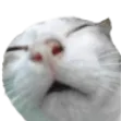 sniff