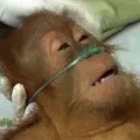 monkeydeath