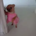 petdoggoheybae