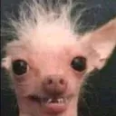 petdoggoehehe Discord Emoji
