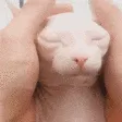 binguslove