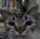 catstare