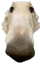 WhyAreYouWhite
