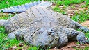 flatgator Discord emoji