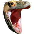 komodo