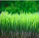 wheatgrass