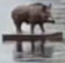 hog_raft