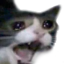 aaa