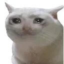 crycat crycat
