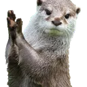 otter_clap otter_clap