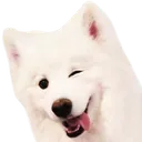 WinkDogie
