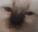 wot