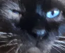 no