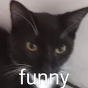 alufunny