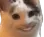 :cat2~2: :cat2~2:
