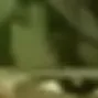 melon9 melon9