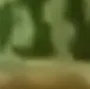 melon8