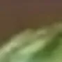 melon2 melon2