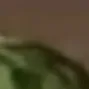 melon4 melon4