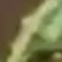 melon6