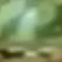 melon7