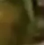 melon15 melon15