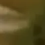 melon19