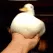 duck duck