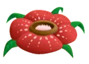 rafflesia_fail