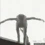 kermitFall kermitFall