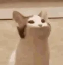 catbop