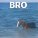 Bro