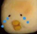 cryduck