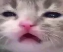 cat_sneezed