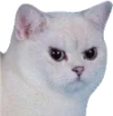 zloy_cat