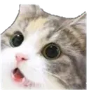 cat_wow