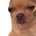 dogsus