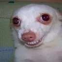 TAD_Dog_WTF