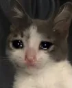 elkitycrying