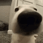 HH_Dog_Looking Discord emoji