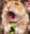 HamsterOMG