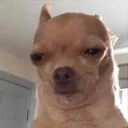 DP_DogCryChihuahua