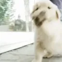 DogWaveHello