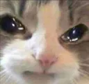 gato_enojao