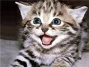 cat_happy