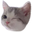 kittywink kittywink