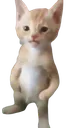 standingcat